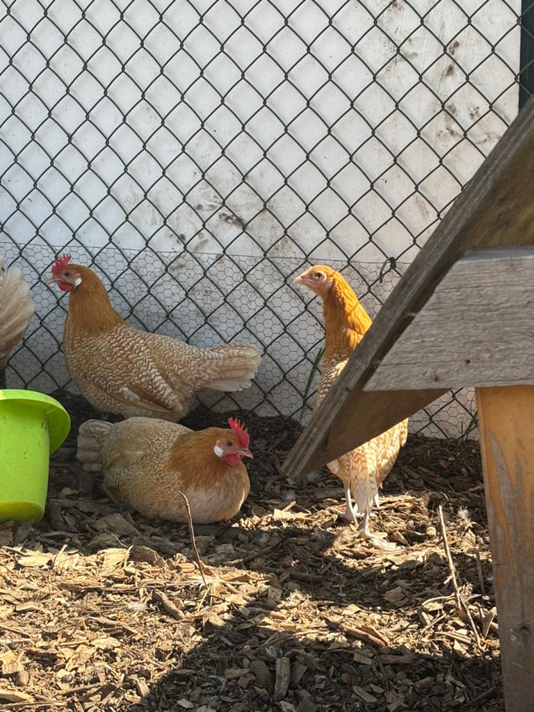 3 friese hoentjes beschikbaar, Dieren en Toebehoren, Meerdere dieren, Kip