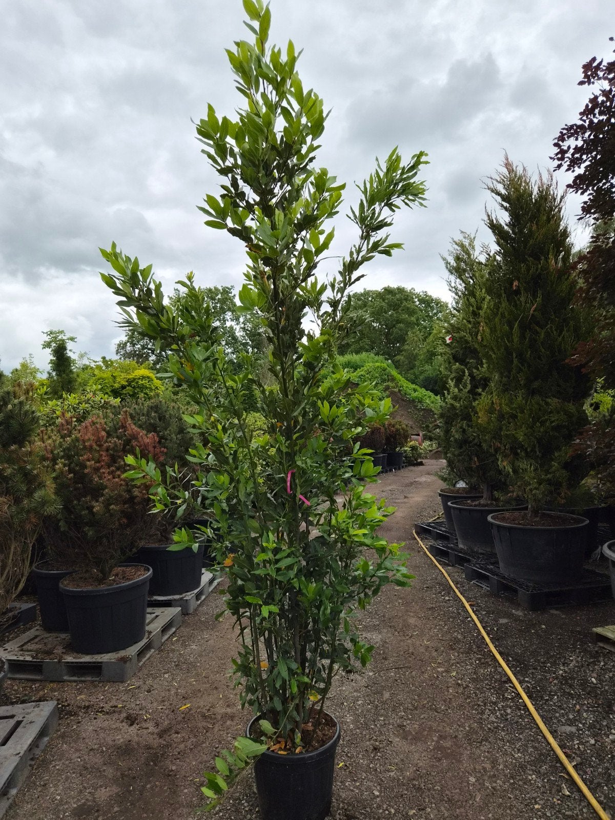 Lauris Nobilis - Echte Laurierboom in pot 200 225cm, Tuin en Terras, Lente, 100 tot 250 cm, Volle zon, In pot