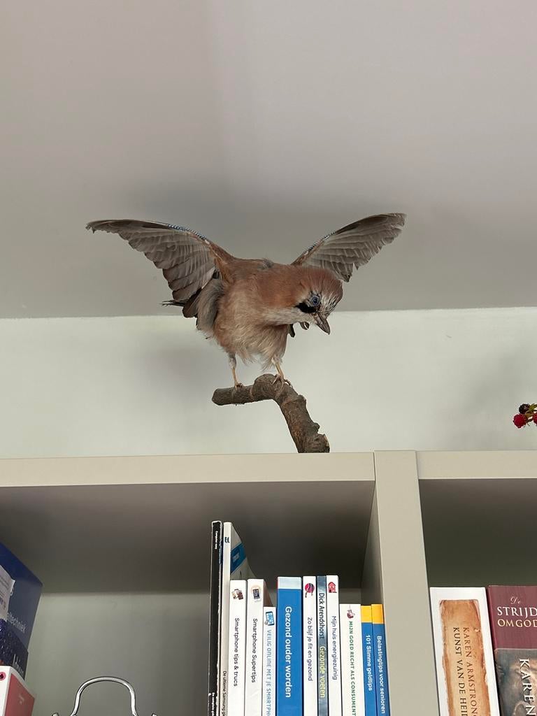 Prachtig opgezette Vlaamse Gaai - Decoratief object, Verzamelen, Ophalen, Gebruikt, Vogel, Opgezet dier
