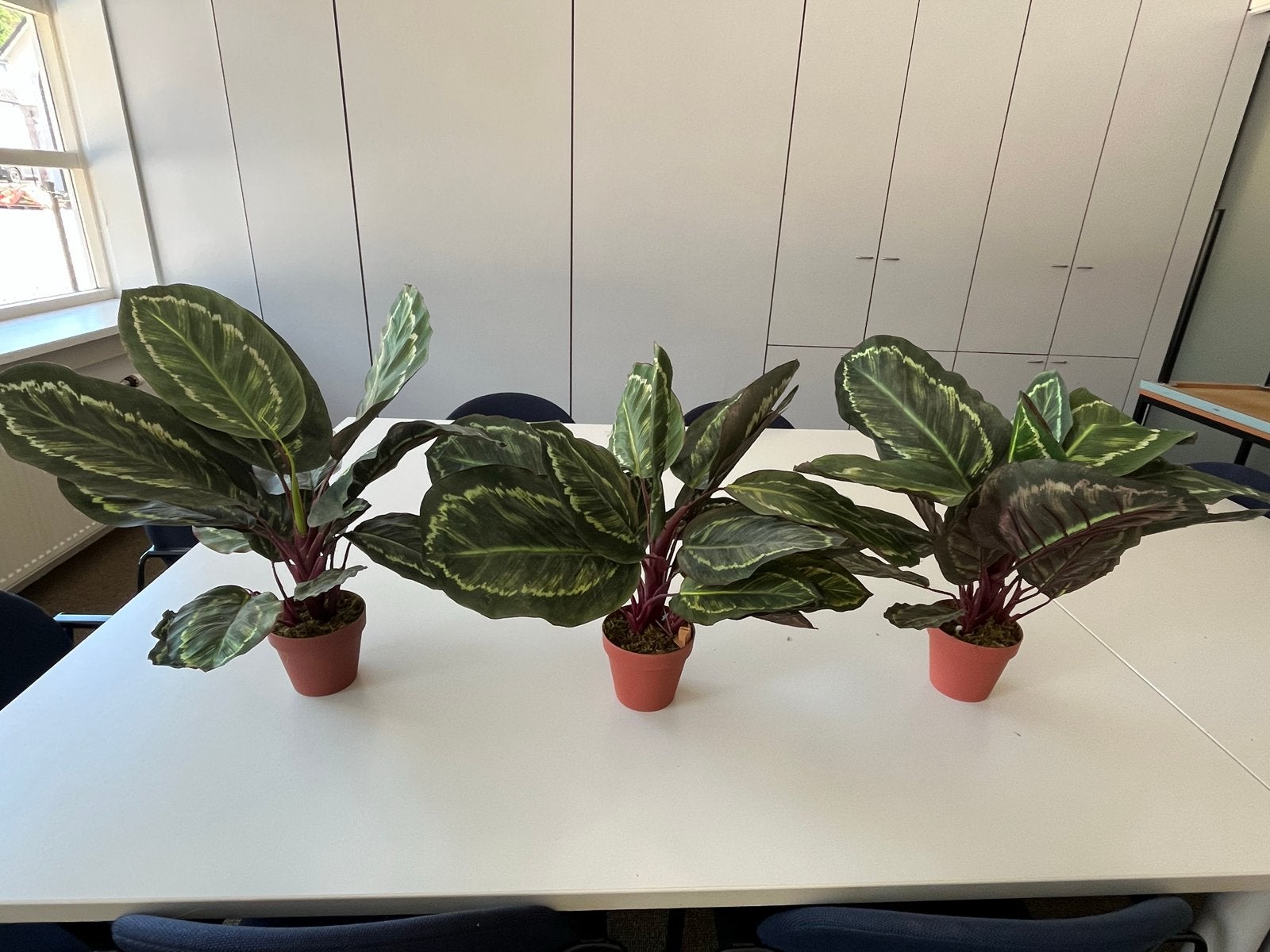 Calathea planten - Prachtige kamerplanten kunst, Ophalen