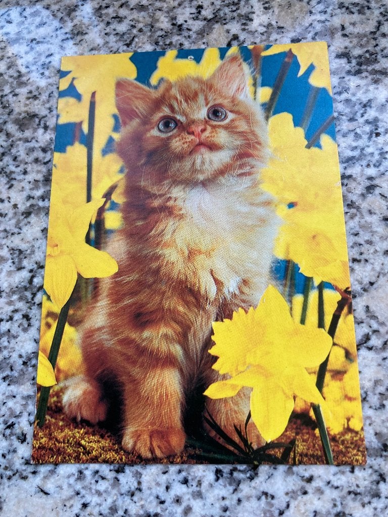 Diversen Poezen ansichtkaarten.., Ophalen of Verzenden, 1940 tot 1960, Hond of Kat