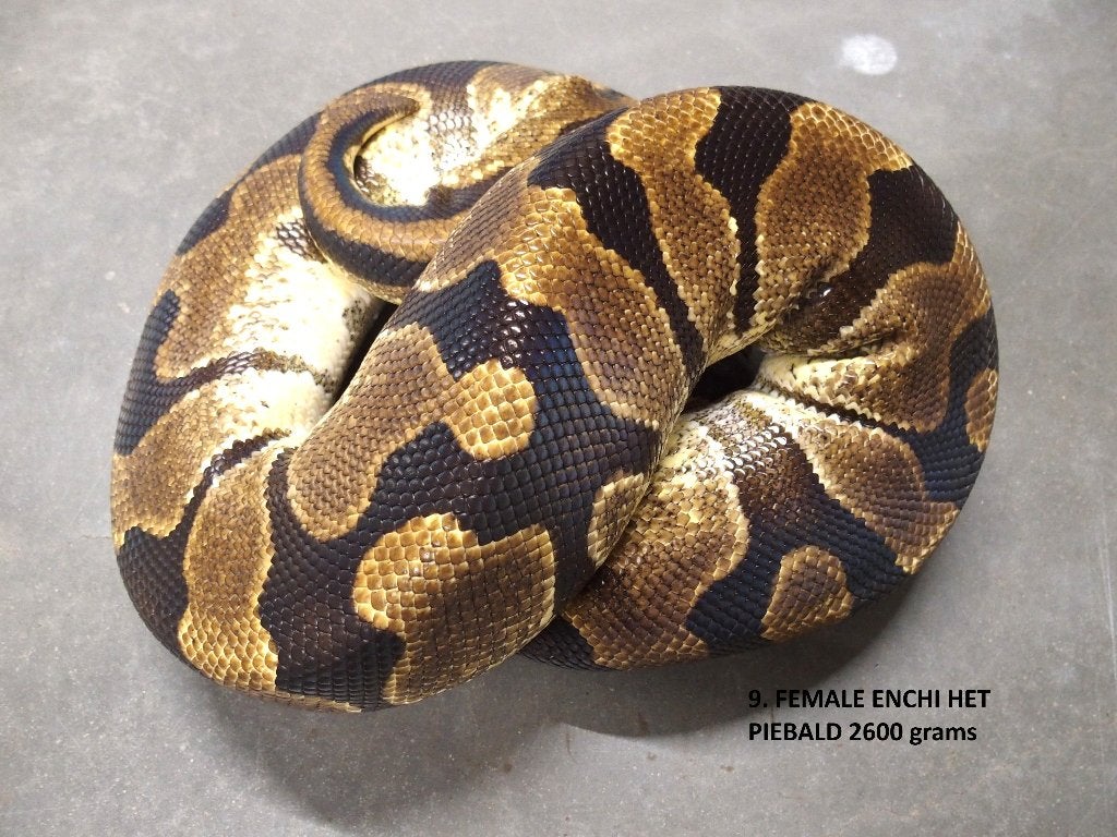 Koningspythons halwas en volwassen kweekdieren deel 1 Ball Python photo 9