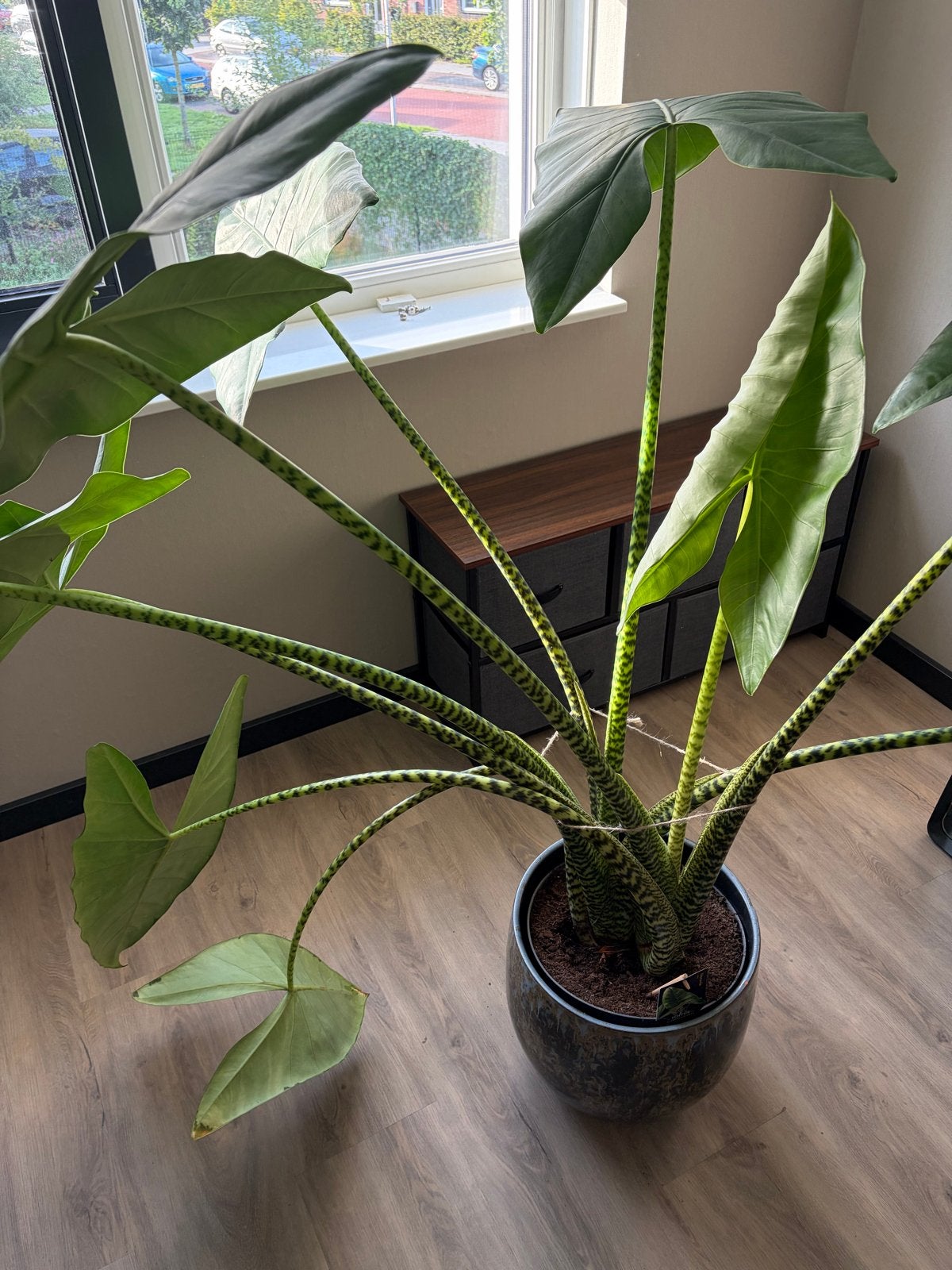 Grote Alocasia Zebrina kamerplant, Tuin en Terras, Vaste plant, Bloeit niet, Halfschaduw, Ophalen