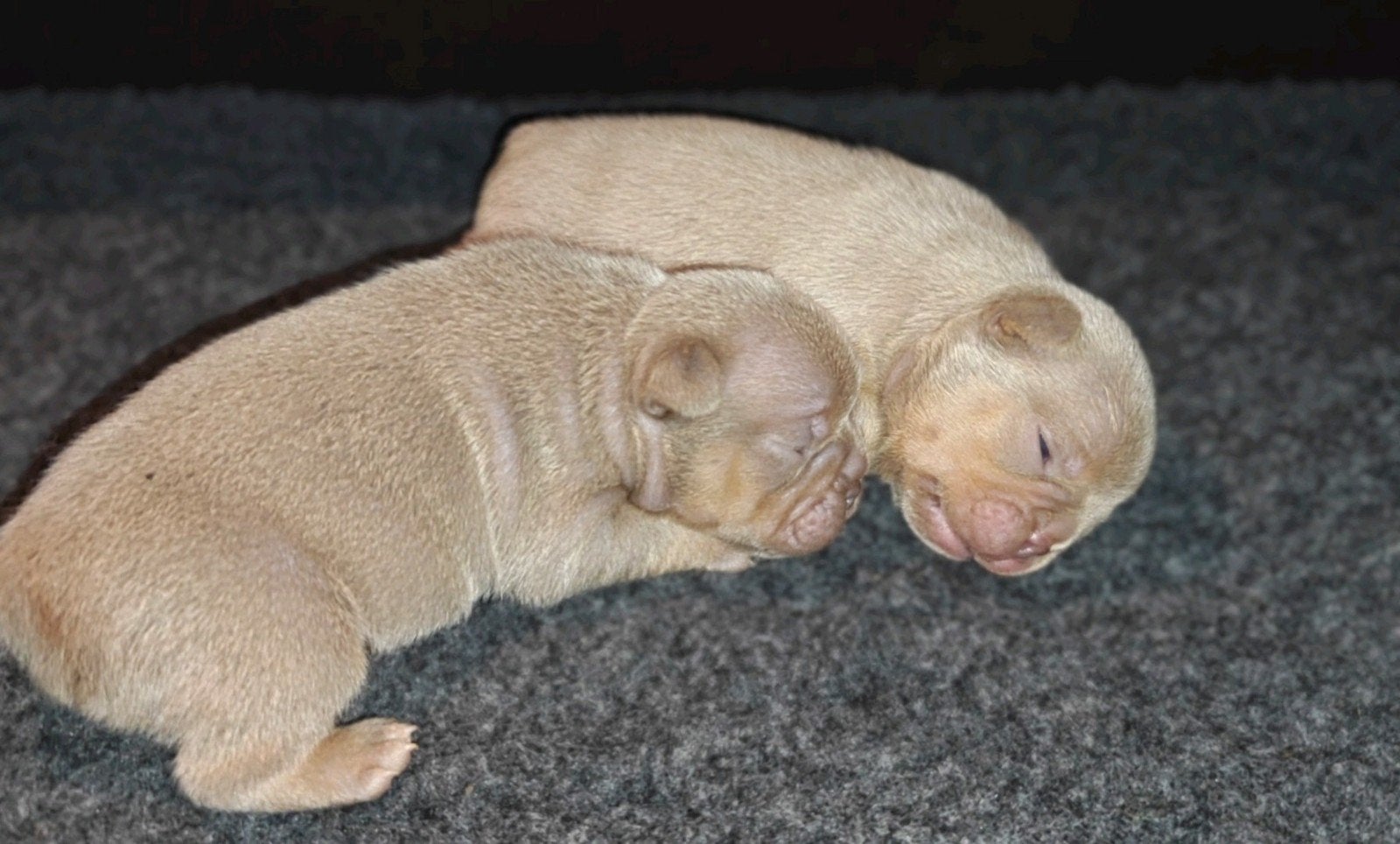 Franse Bulldog pups (Langere snuit), Dieren en Toebehoren, 8 tot 15 weken, Bulldog, Meerdere, Meerdere dieren