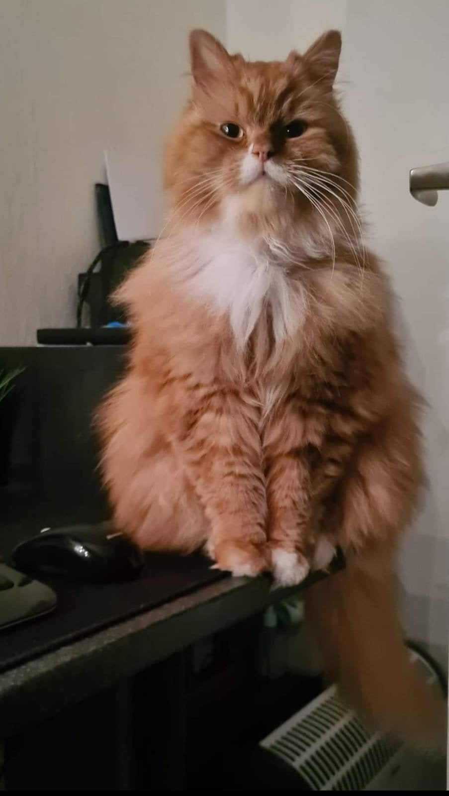 kat