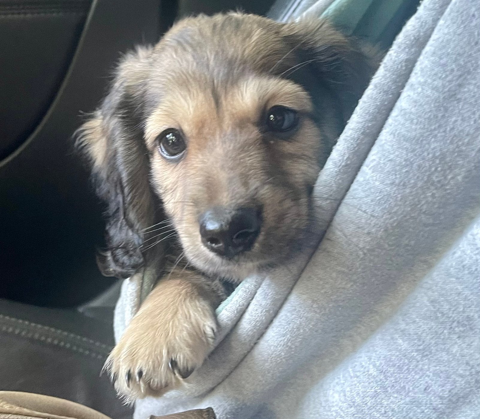 Lieve️️kleine teckel️️, Kaninchen, Parvo, Reu, 8 tot 15 weken