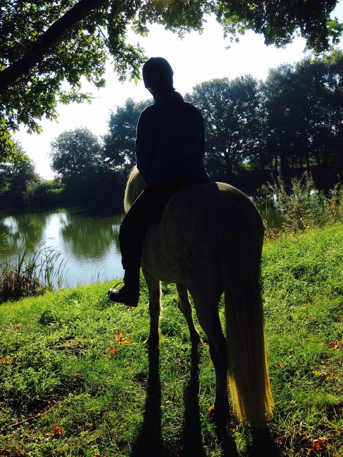 Bijrijd/ verzorppaard gezocht omgeving Gassel (NB), Dieren en Toebehoren, Paarden en Pony's | Verzorgingsproducten, Ophalen of Verzenden