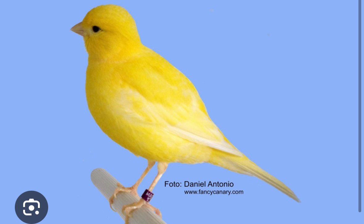 Te koop 20 tal five fancy kanaries, Dieren en Toebehoren, Vogels | Kanaries, Meerdere dieren, Kleurkanarie