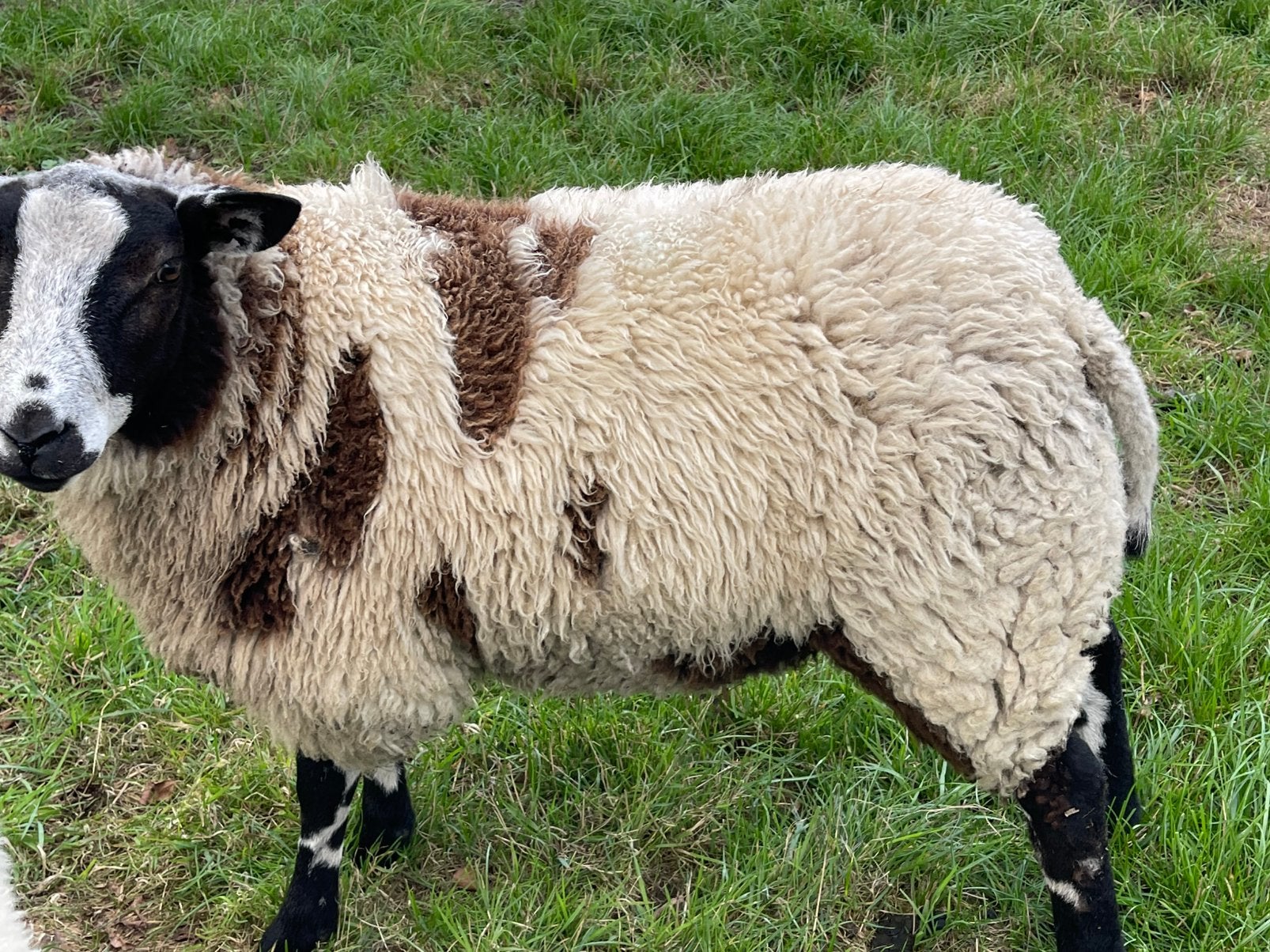 Zwart bonte dek ram, Dieren en Toebehoren, Mannelijk, Schaap, 0 tot 2 jaar