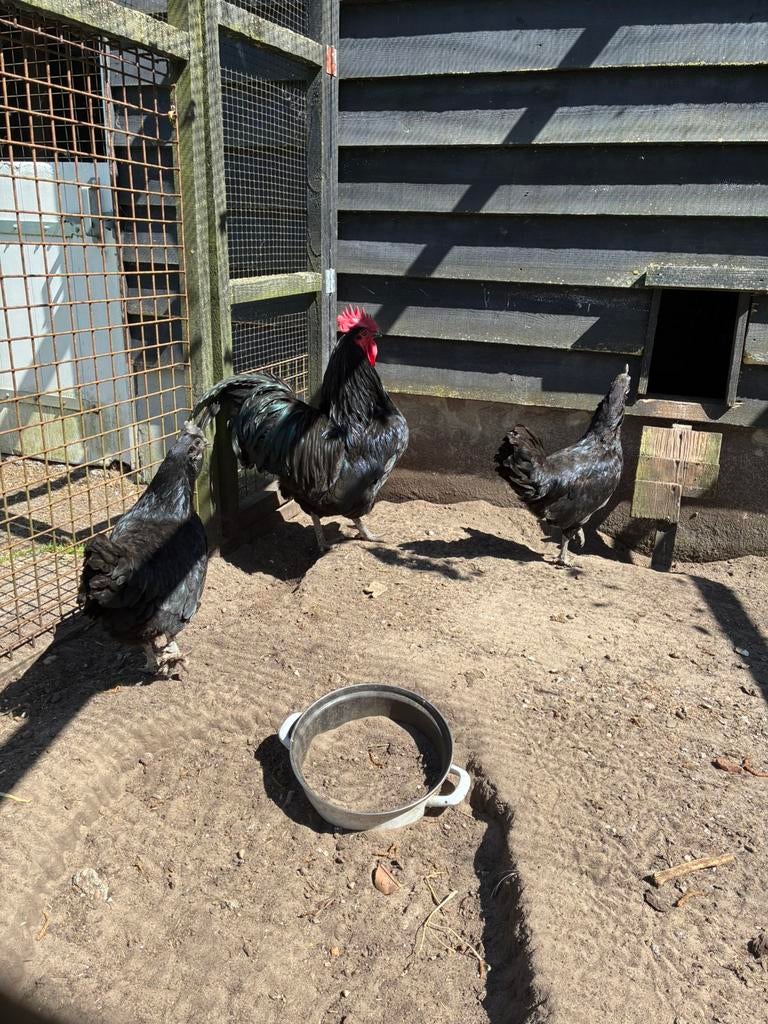Mooie stoere zwarte haan, Dieren en Toebehoren, Pluimvee, Mannelijk, Kip