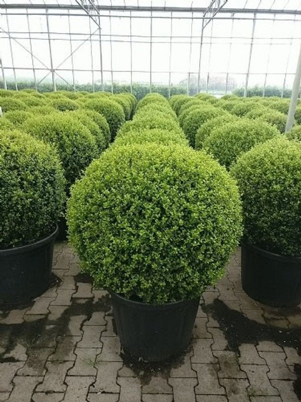Ilex bollen - Diverse andere soorten in bolvorm