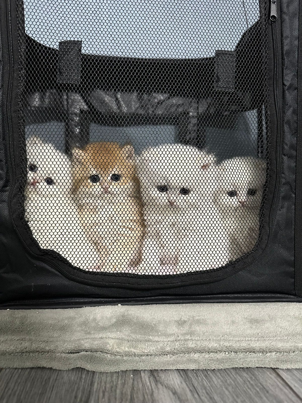 Kitten