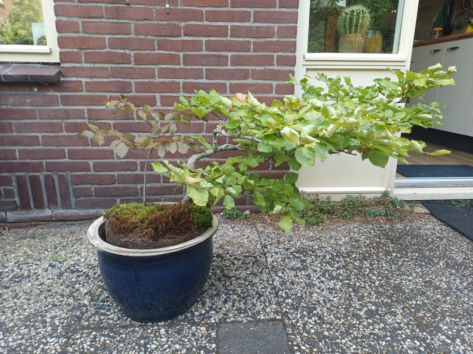 Prachtige 30 jaar oude Bonsai Beuk (Fagus sylvatica), Ophalen, Overige soorten, Volle zon