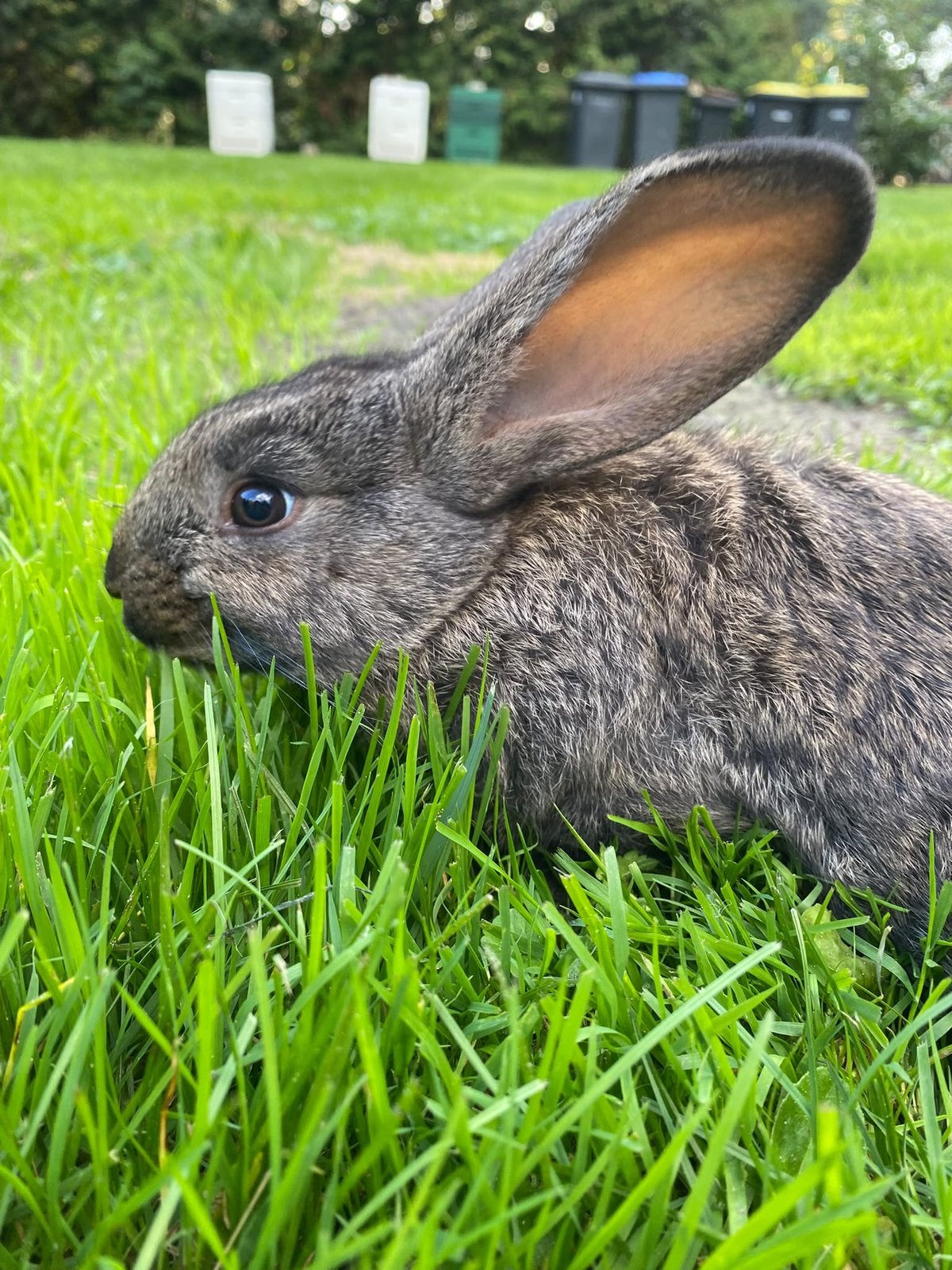 Duitse Reuzen – baby konijntjes, vanaf nu op te halen!, Meerdere dieren, Groot