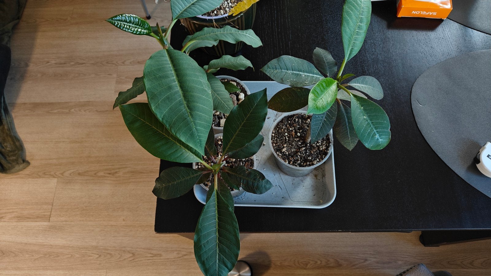 Plumeria rubra (frangipani) zaailingen (5 maanden oud), Volle zon, Vaste plant, Zomer, Ophalen