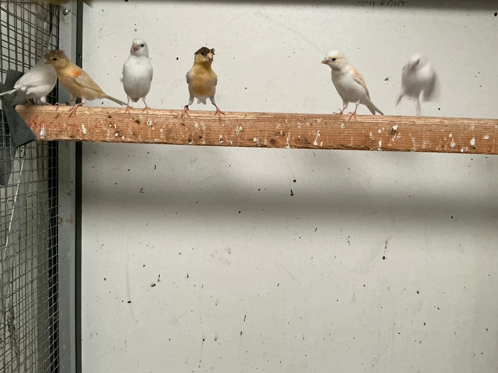 Kanaries, Meerdere dieren, Kleurkanarie