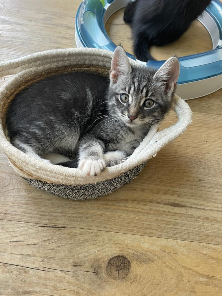 Prachtig Noorse boskat kruising kitten 🩷 incl vaccinatie, Poes, Kortharig, 0 tot 2 jaar