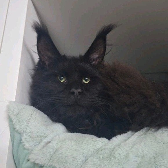Maine Coon Dream boy in black with pedigree, Kater