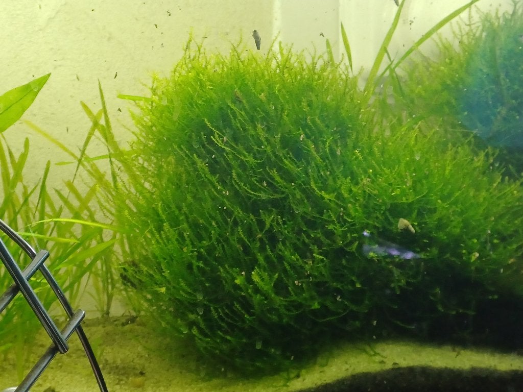 aquarium plantje Christmas mos, Ophalen of Verzenden, Nieuw, Plant(en), Steen of Hout