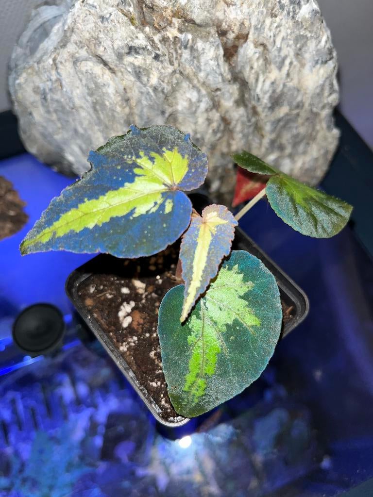 Begonia Tenuifolia, Overige soorten, In pot, Minder dan 100 cm, Bloeiende kamerplant