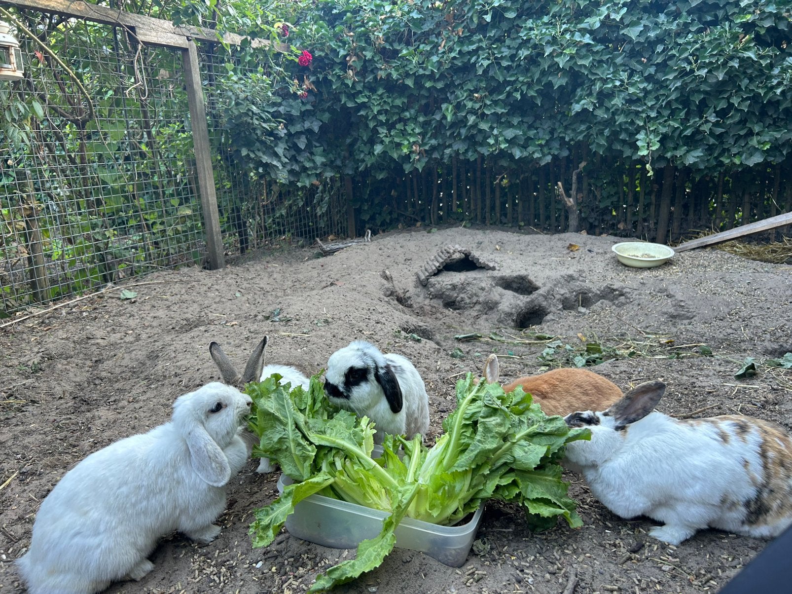 Konijnenopvang voor oude zielige konijnen, Dieren en Toebehoren, Konijnen, Meerdere dieren, Groot