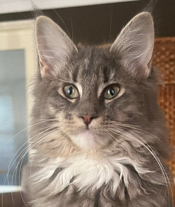 Twee Kittens samen - Maine Coon poesjes €1.400, Dieren en Toebehoren, Poes, Gechipt, 0 tot 2 jaar