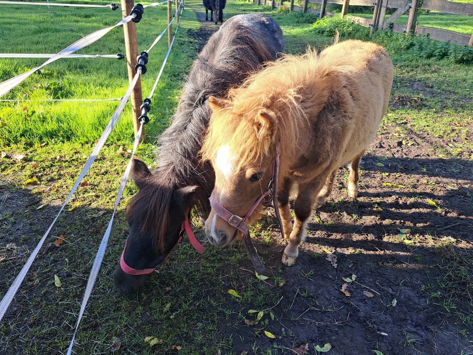 Prachtig shetlandpony koppel: Lieve merrie met merrieveulen, Dieren en Toebehoren
