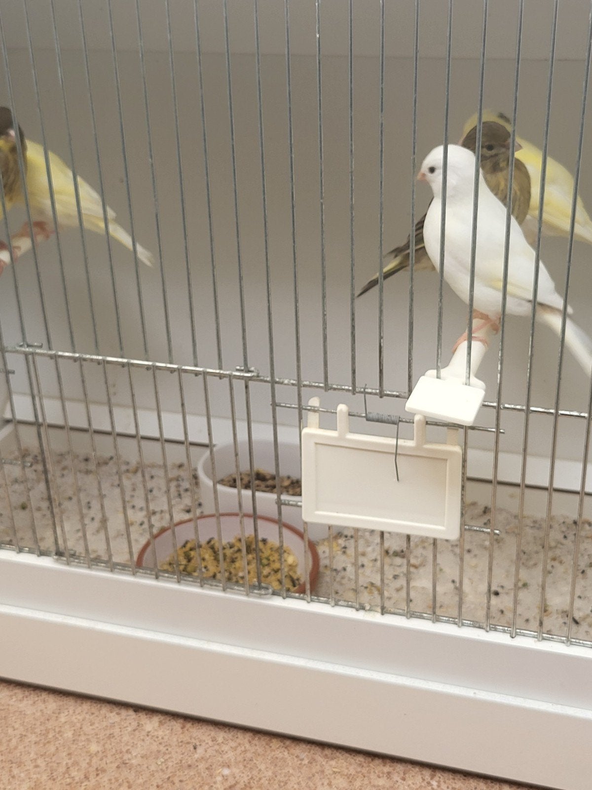 Kanaries  jonge, Meerdere dieren, Kleurkanarie