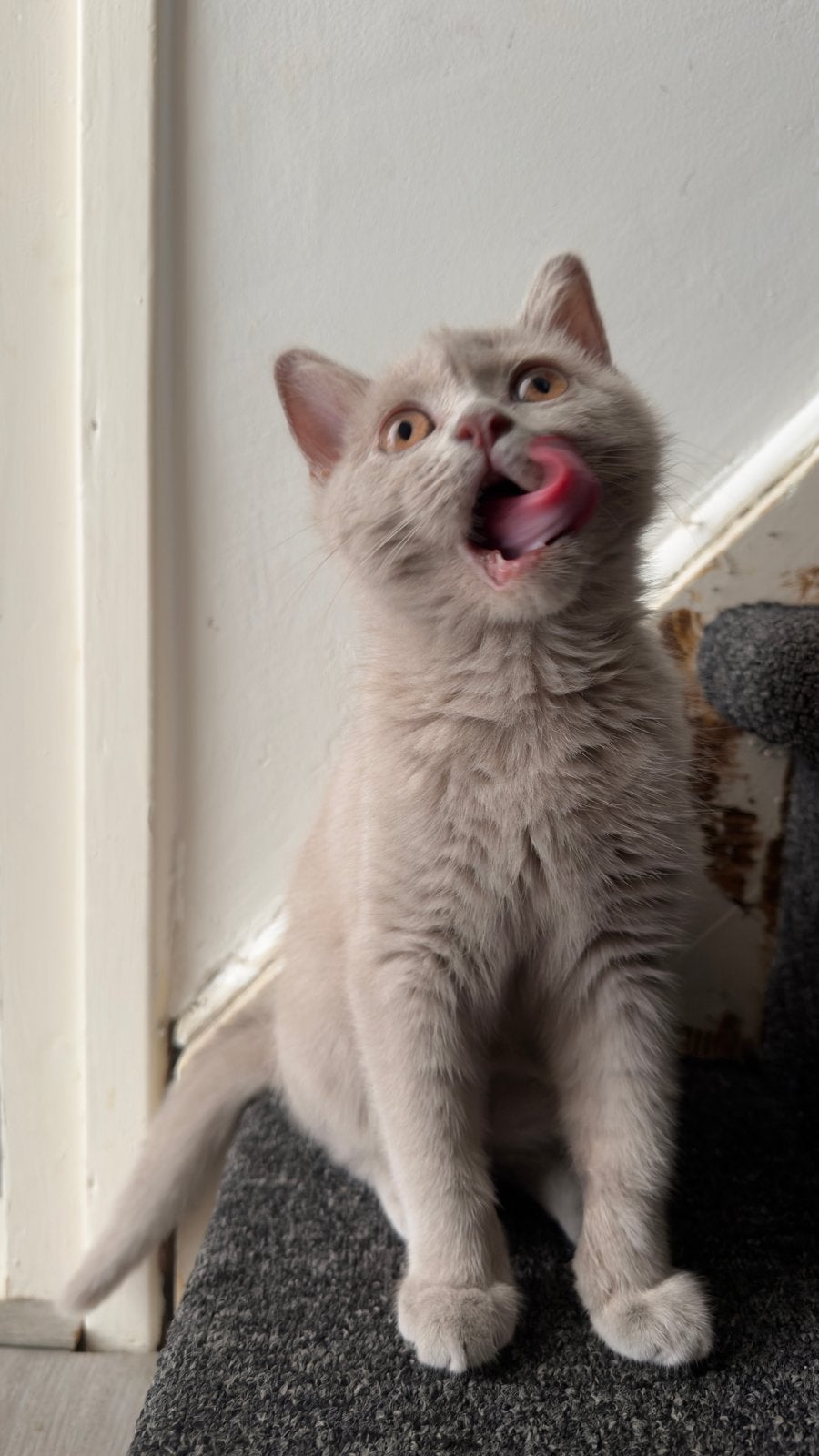 Licht grijs/beige britsekorthaar kitten van 12 weken oud, Poes, Kortharig, 0 tot 2 jaar