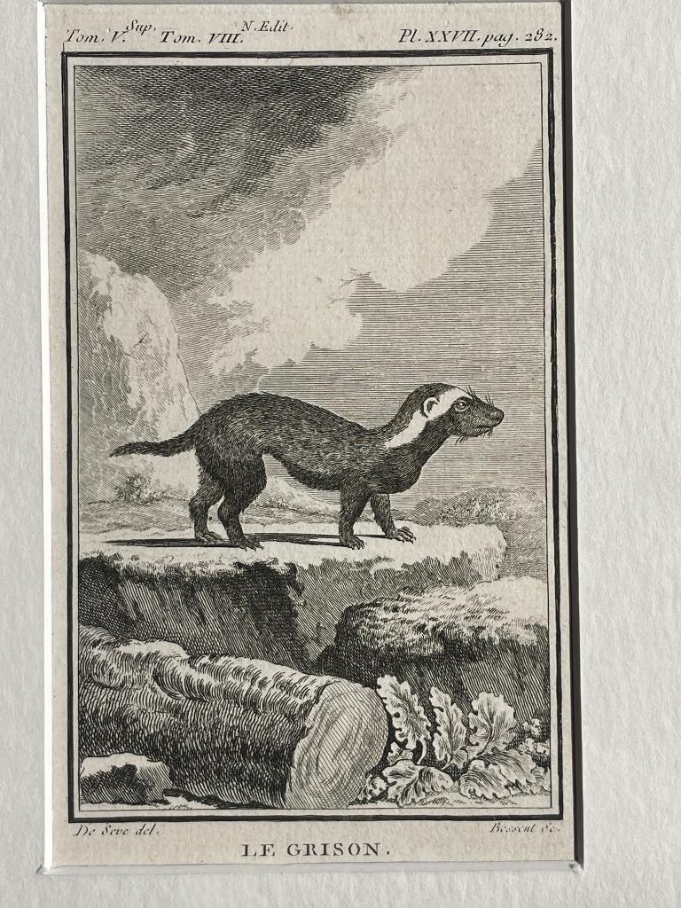 Marter - ets - Le grison - Marter / Buffon 1770 - P0734, Antiek en Kunst, Kunst | Etsen en Gravures, Ophalen of Verzenden, Ets