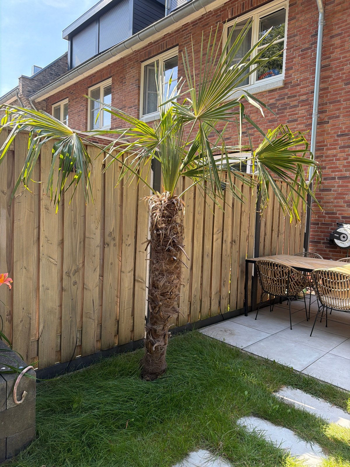 Trachycarpus Fortunei - Winterharde Palmboom, Volle zon, Vaste plant, Bloeit niet, Ophalen