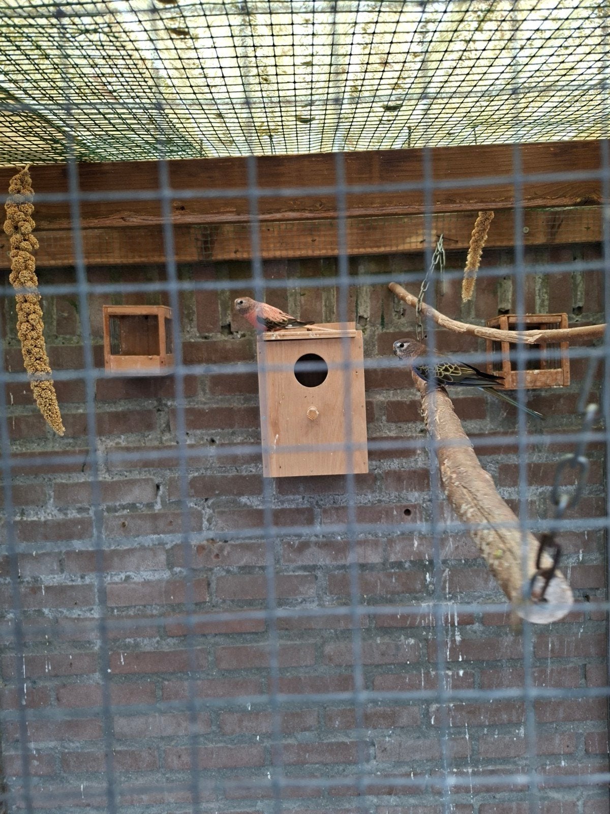 Bourks, Meerdere dieren
