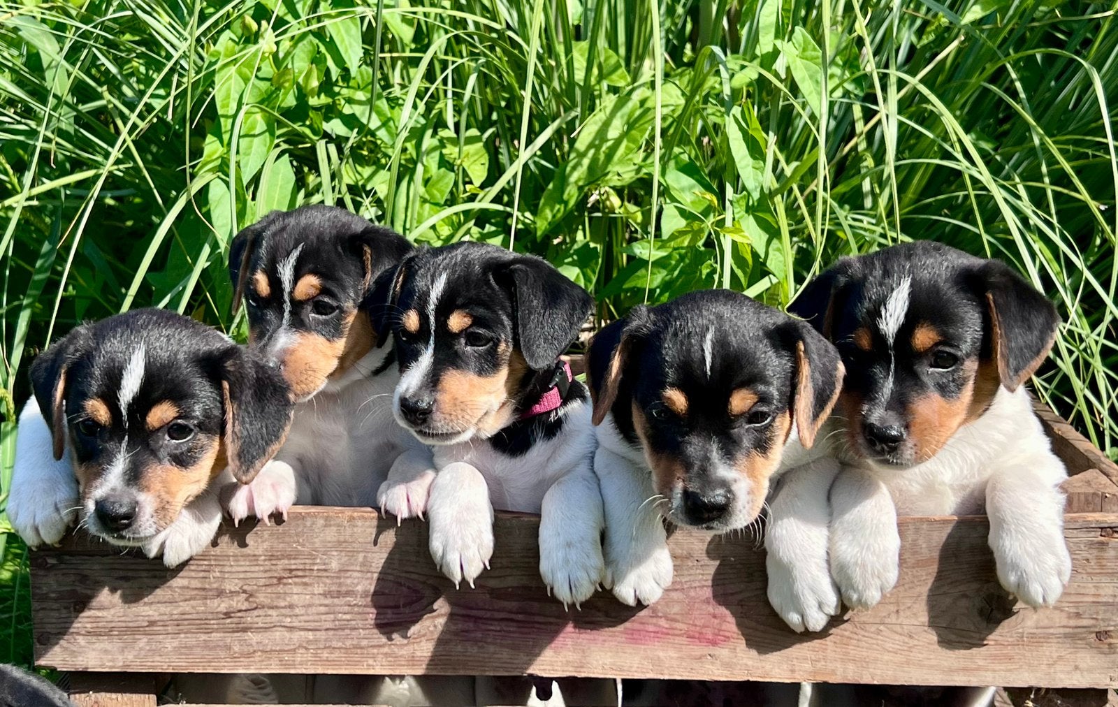 Lieve boerenfox pups, Dieren en Toebehoren, Reu, 8 tot 15 weken, Parvo, Meerdere
