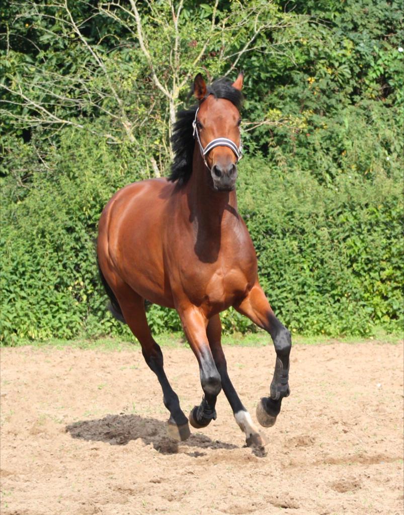 Knappe 4 jarige v. las Vegas met potentie voor hogere werk, Dieren en Toebehoren, Paarden, Merrie, Dressuurpaard, 3 tot 6 jaar