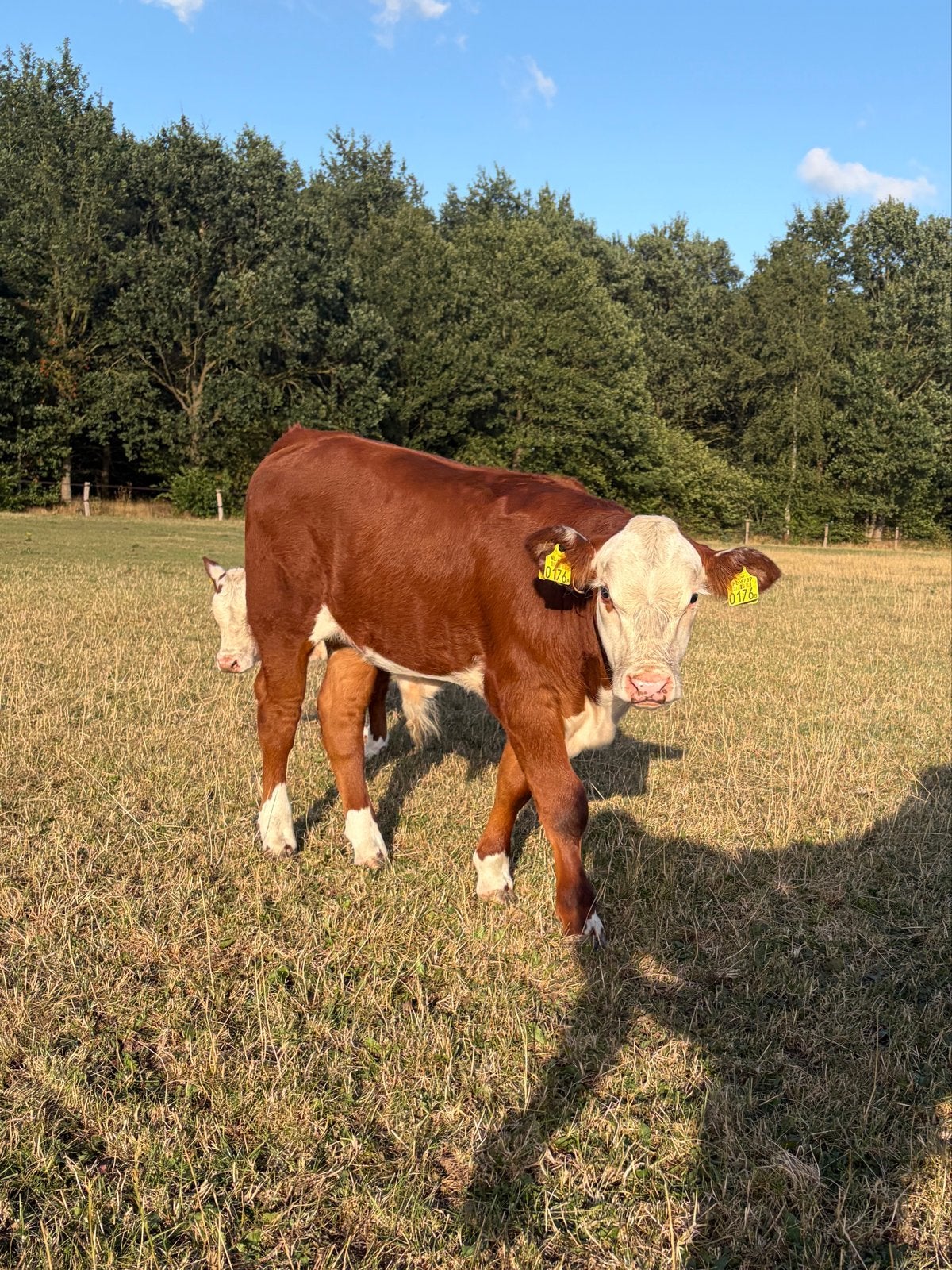 Prachtig Hereford stierkalf – stamboek / dekstier, Dieren en Toebehoren, Runderen, Mannelijk, 0 tot 2 jaar