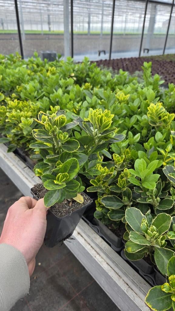 Restpartij diverse Euonymus - 150 stuks in 1 afname, Tuin en Terras, Planten | Struiken en Hagen, Ophalen of Verzenden