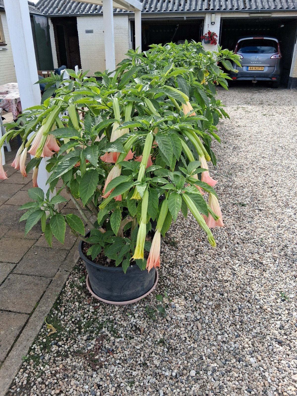 tuin planten, Ophalen, Overige soorten, Volle zon