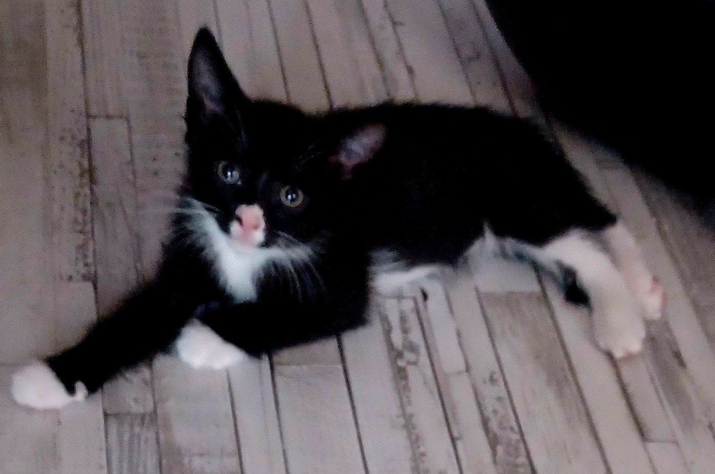 Kitten, Meerdere dieren