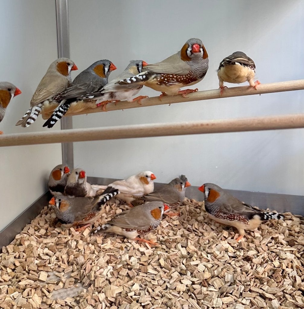 Zebravinken, Dieren en Toebehoren, Vogels | Overige Vogels, Meerdere dieren, Tropenvogel