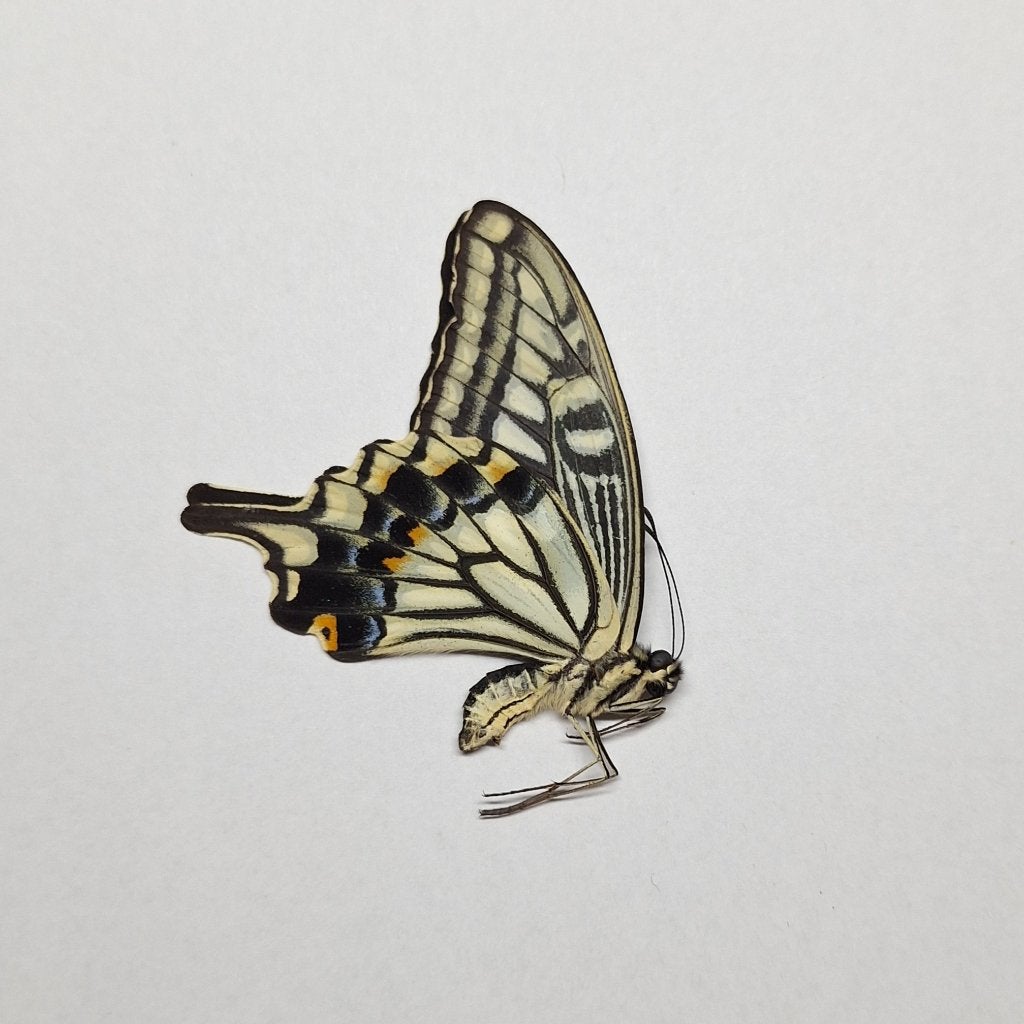 Papilio xuthus ongeprepareerd, Ophalen of Verzenden, Nieuw, Insect, Opgezet dier