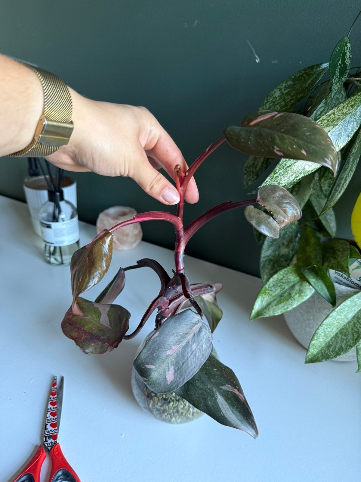 Philodendron pink princess, Huis en Inrichting, Kamerplanten, Ophalen, Halfschaduw, Minder dan 100 cm