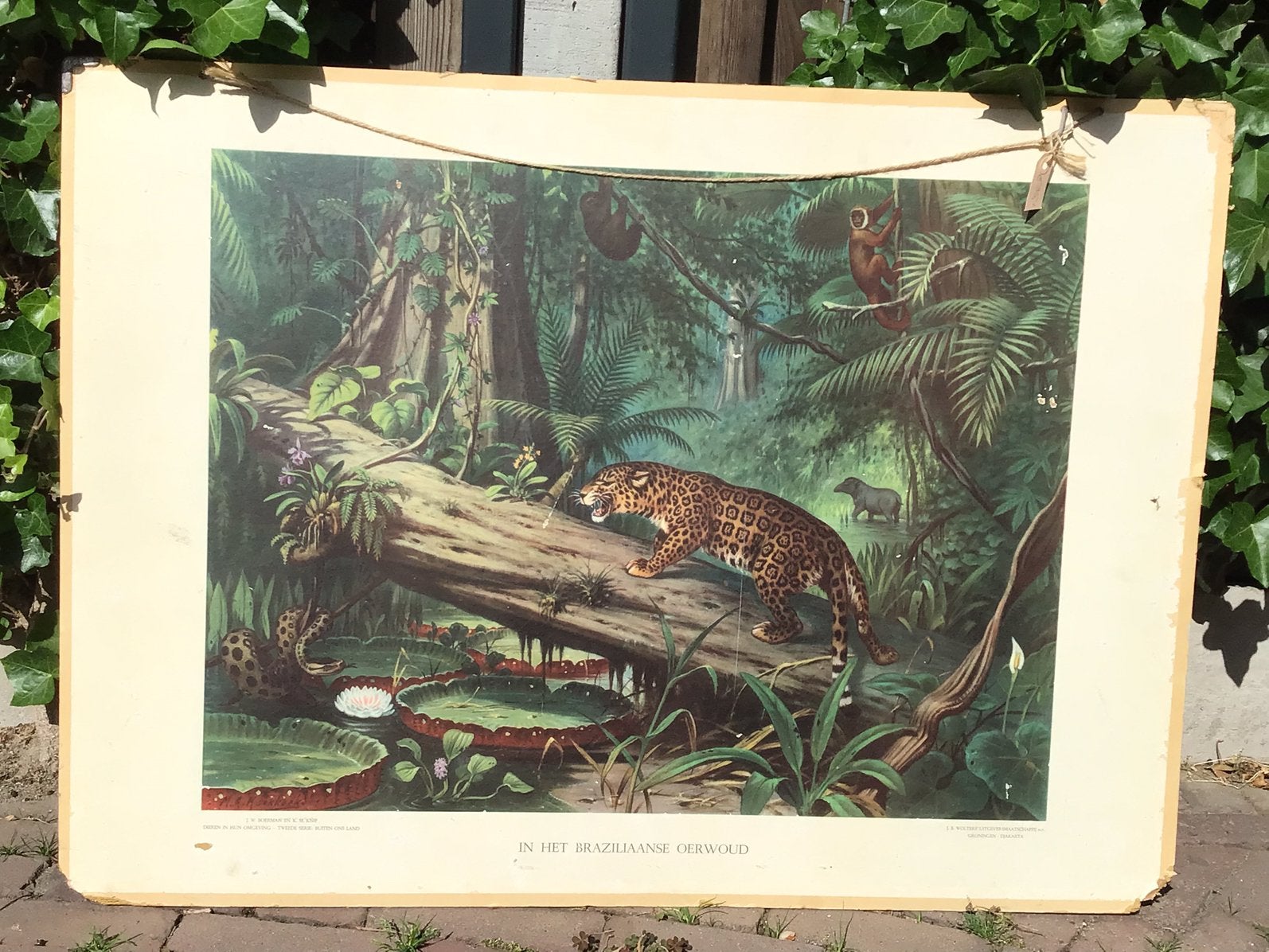 Schoolplaat “In het Braziliaanse oerwoud”., Ophalen, Natuur en Biologie