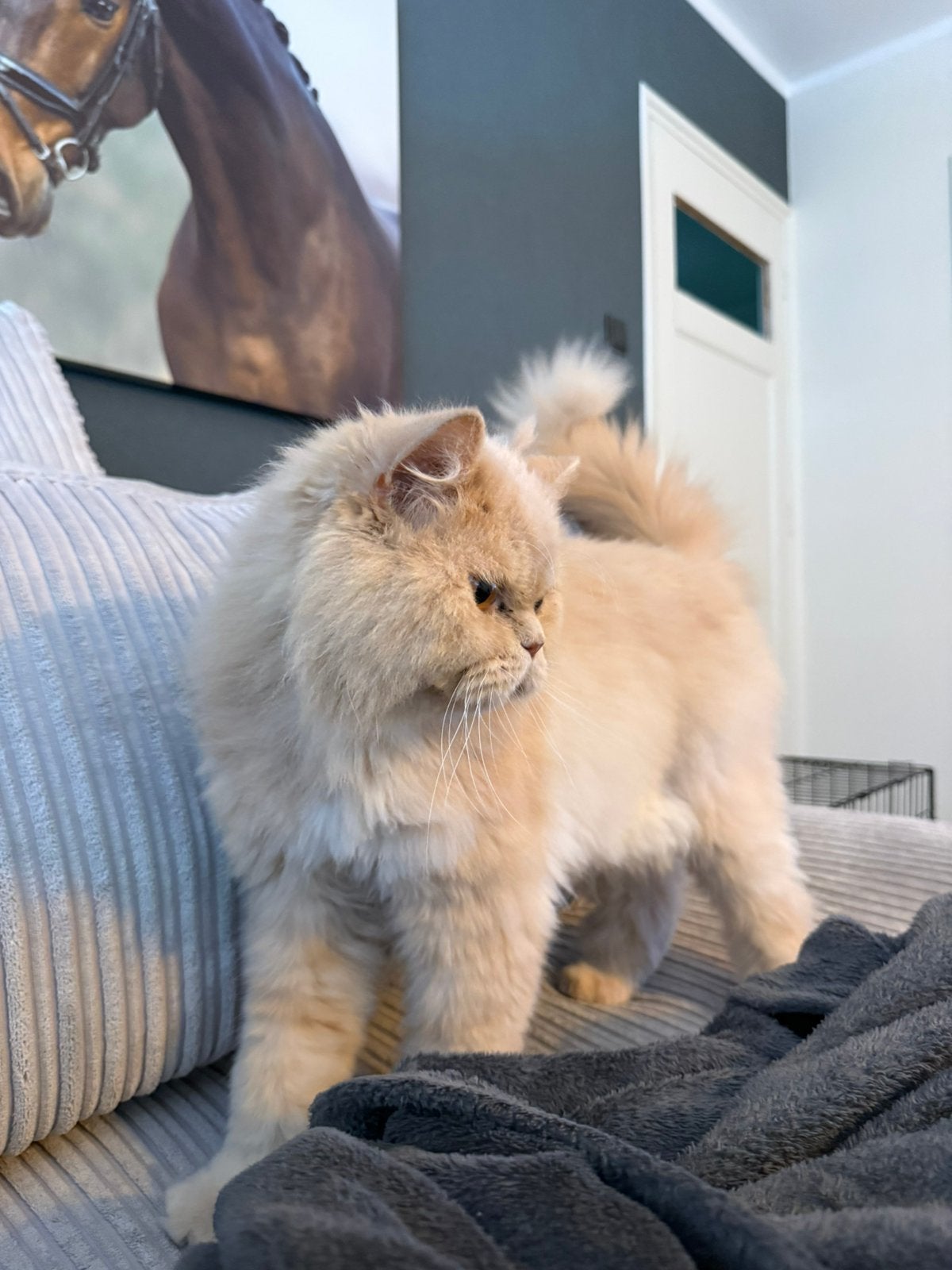 lieve kat te koop!, Dieren en Toebehoren