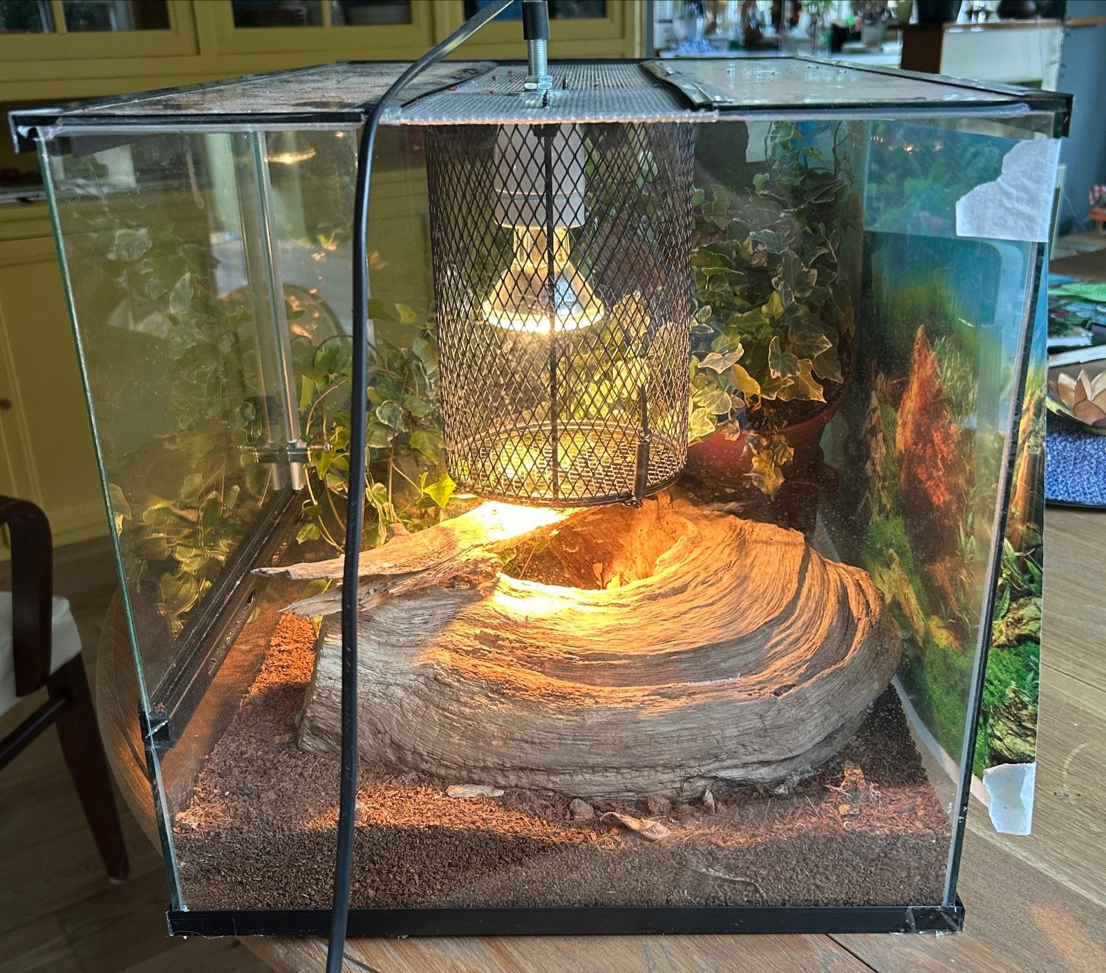 Foto 3 van Terrarium incl. Warmte lamp, waterbak en slotje