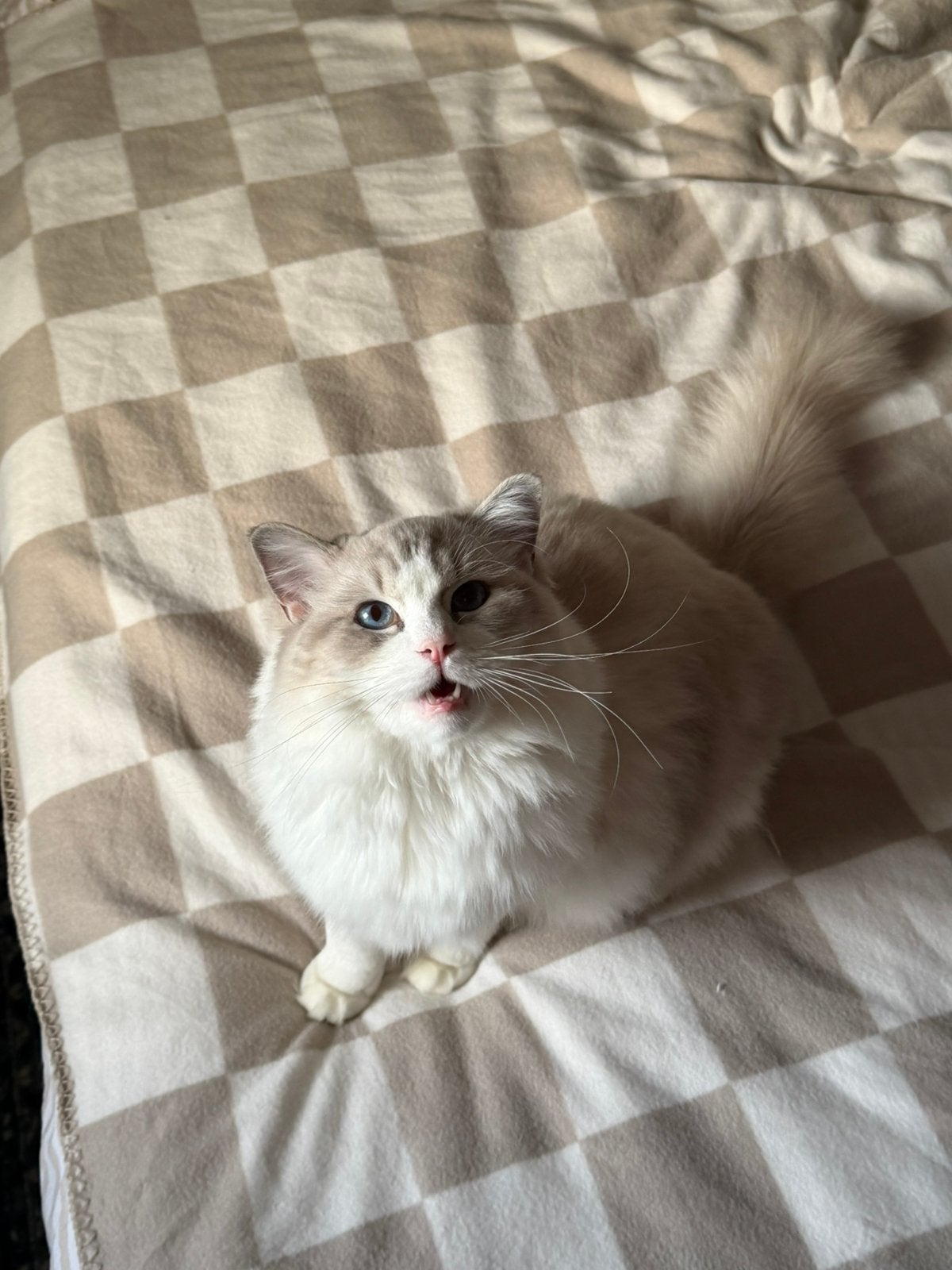 Twee lieve, jonge ragdoll katers/broertjes, 1 jaar oud, Kater, Gechipt