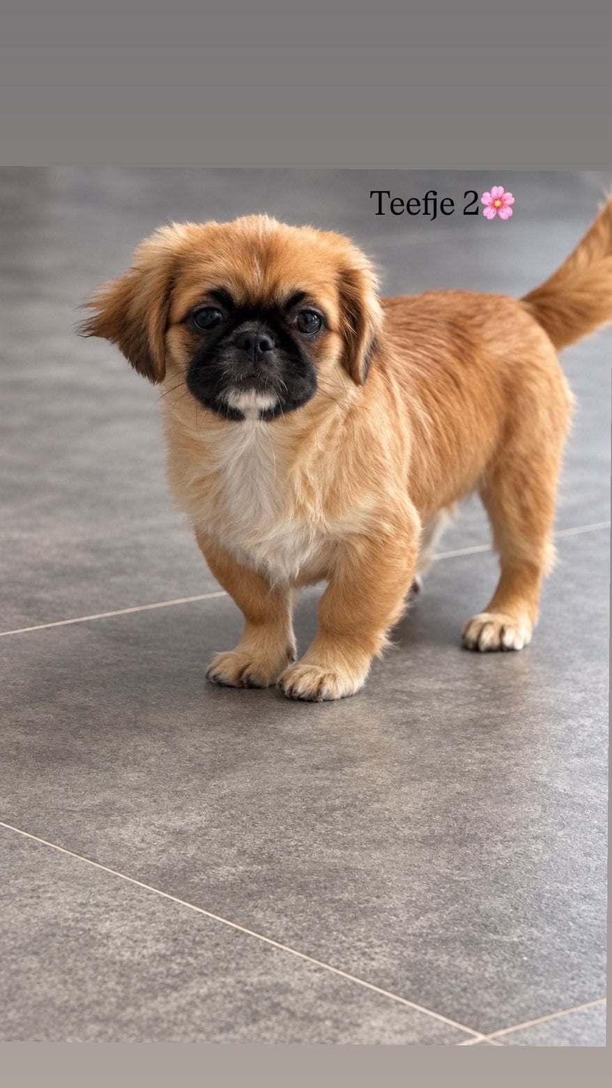 Twee prachtige Pekingees pups teefjes, Dieren en Toebehoren, 15 weken tot 1 jaar, Teef, Eén hond, Nederland