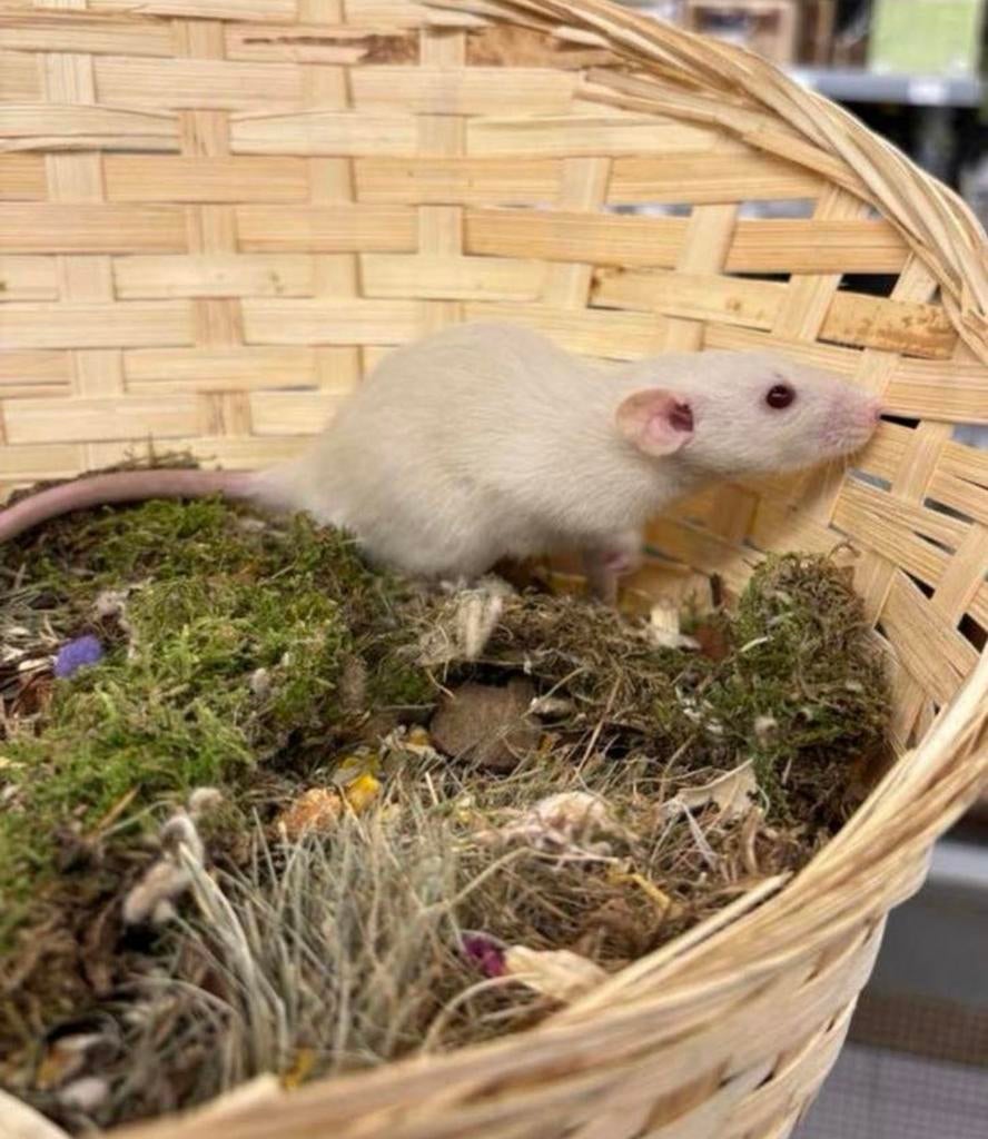 Jonge lieve tamme dwergratten ( vrouw, rechtstreeks fokker), Dieren en Toebehoren, Knaagdieren, Rat, Februari, Vrouwelijk, Tam