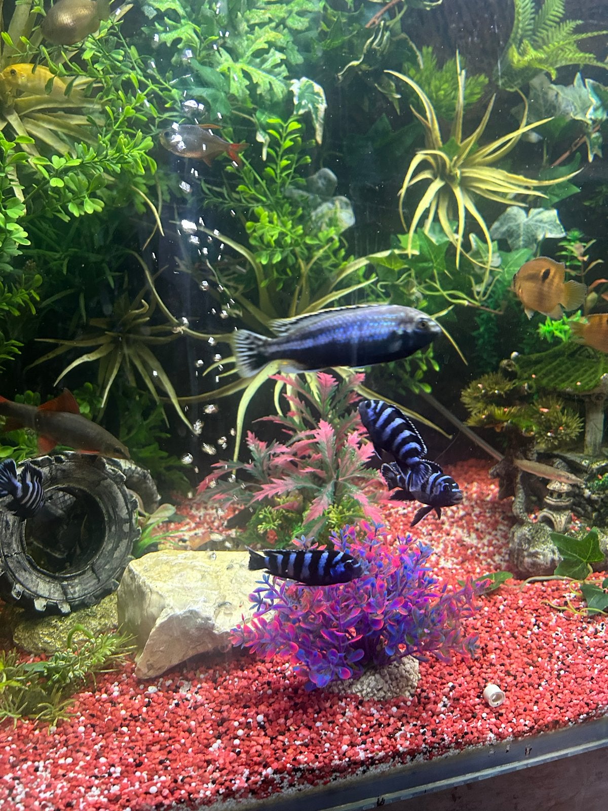 Aquarium ca 600L, Vis