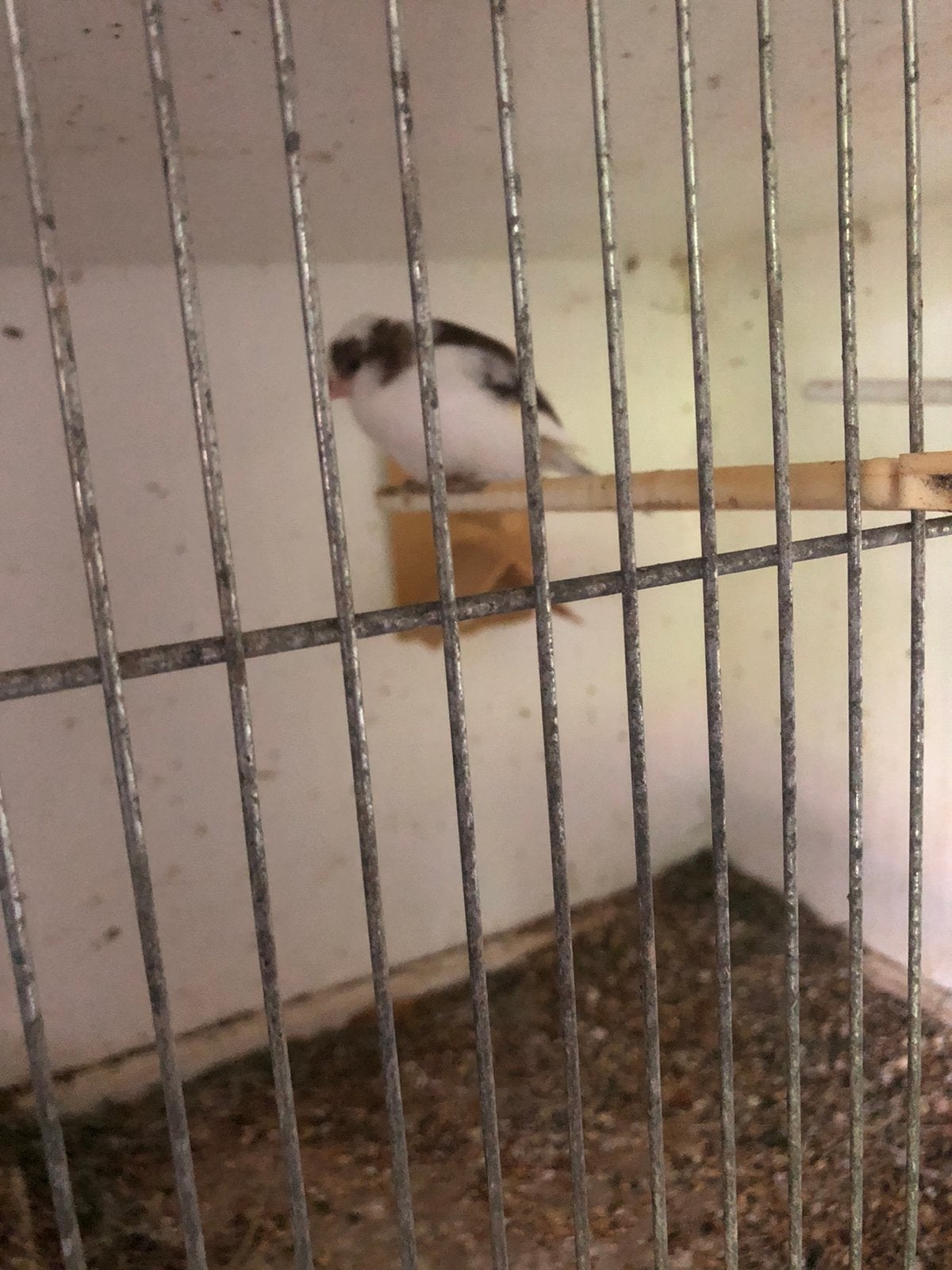 2 jonge wit bonte kanaries, Dieren en Toebehoren, Vogels | Kanaries, Meerdere dieren, Kleurkanarie
