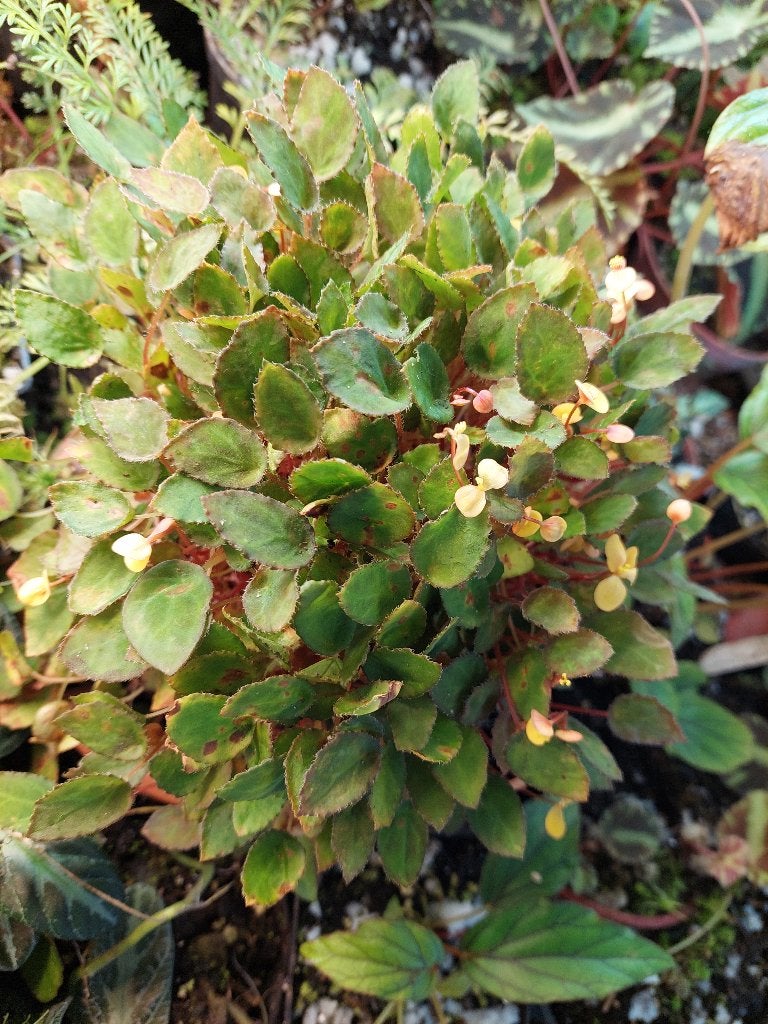 Begonia vankerckhovenii zeldzame miniatuursoort terrarium, Ophalen of Verzenden, Overige soorten, Halfschaduw, Minder dan 100 cm